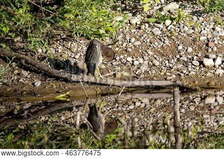 The Young Green Heron (butorides Virescens) On The Hunt