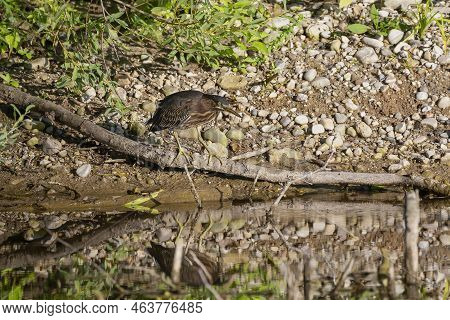 The Young Green Heron (butorides Virescens) On The Hunt