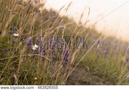 Zen Warm Autumn Background With Dry Prickly Bush Of Agrimony On Alpine Valley With Dry Grass In Gold