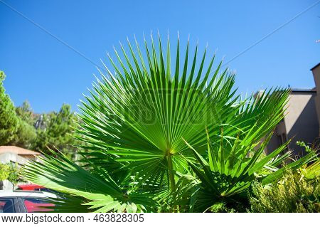 Green Palm Tree Leaves. Livistona Rotundifolia Palm Tree Close Up. Green Palm Foliage At The Sunligh
