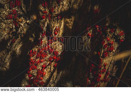 Red Bug. Accumulation Of Soldier Bugs. Red Beetles In Sun.