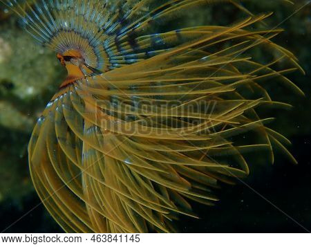 Marine Polychaete Mediterranean Fanworm Or Feather Duster Worm, European Fan Worm (sabella Spallanza