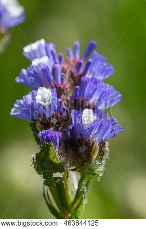 Wavyleaf Sea Lavender (limorium Sinuatum) Flowers
