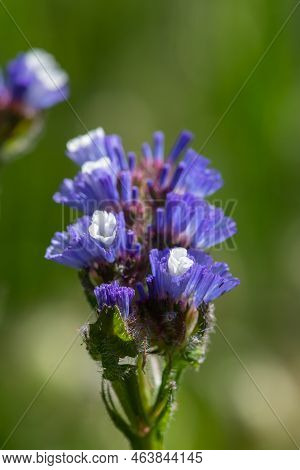 Wavyleaf Sea Lavender (limorium Sinuatum) Flowers