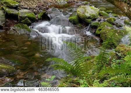 Horner Woods In Somerset