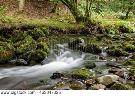 Horner Woods In Somerset