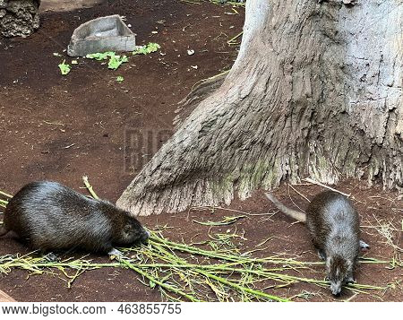 Beautiful Fluffy Cuban Hutias In Zoo Enclosure