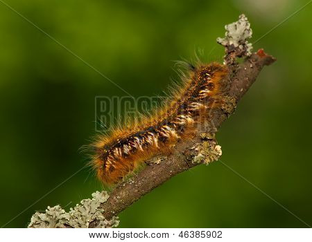 Euthrix potatoria