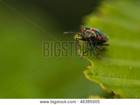Eurydema oleraceum