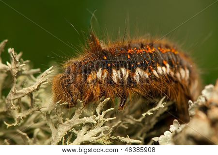Euthrix potatoria