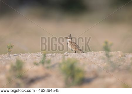 Side Posing View Of A Crested Lark (galerida Cristata) Standing On The Ground In A Desert Environmen