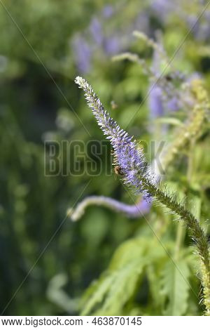 Endemic Veronicastrum From Sakhalin Island (russia) In The Garden