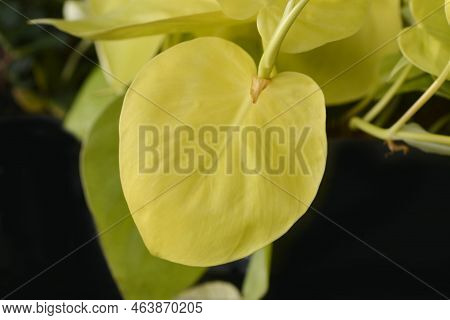 Sweetheart Plant Lemon Lime Leaves In The Autumn