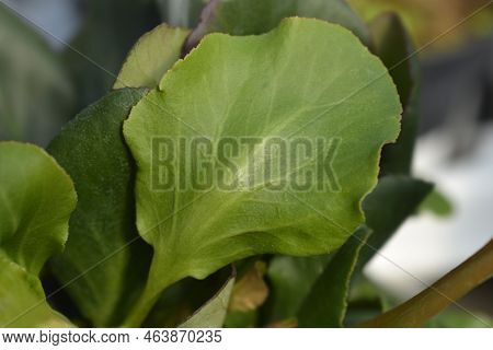 Elephants Ears Leaves In The Garden In Spring