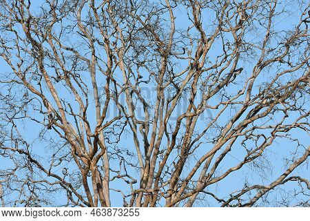 An Abstract Close-up Scene Of Hundreds Of Leafless Tree Branches Filling The Frame Set Against A Blu