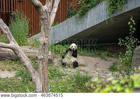 Copenhagen, Denmark - July 16, 2022: A Panda Eating Bambus In The Outdoor Area In Copenhagen Zoo