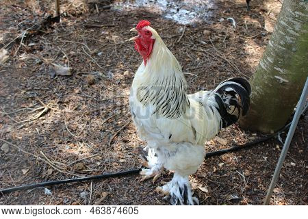 Italy, Puglia, Lecce: Cockerel In Fredoom In Salento Garden.