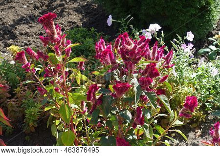 Lots Of Magenta Colored Flowers Of Celosia Argentea Var. Cristata In Mid September