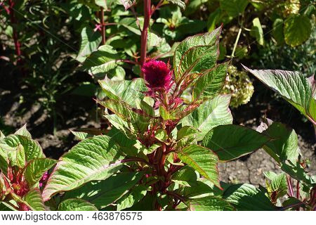 Lush Leaves And Magenta Colored Flower Of Celosia Argentea Var. Cristata In August