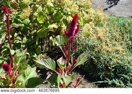 Magenta Colored Flowers Of Celosia Argentea Var. Cristata In August