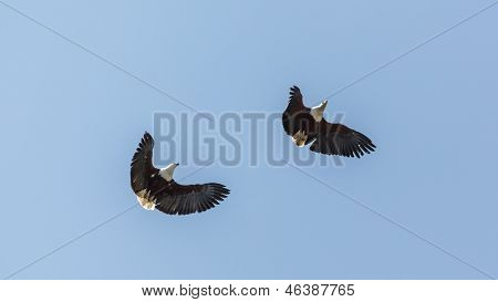 To ørne i flugt
