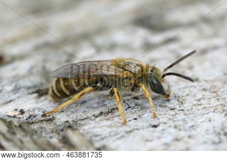 Detailed Closeup Of A Male Golden Furrow Bee, Halictus Subauratus From Gard, France