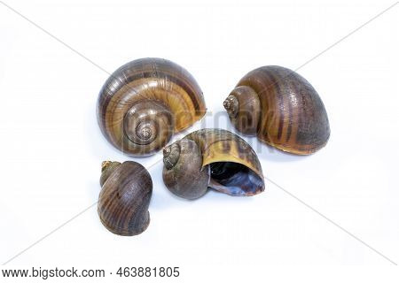 Group Of Apple Snail (pila Ampullacea) Isolated On White Background. Animal.
