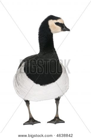 Barnacle ห่าน - Branta Leucopsis (+/-18 Mlonths)