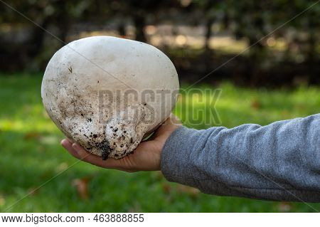 Calvatia Gigantea, Commonly Known As The Giant Puffball Mushroom Displayed In Hand, Selective Focus