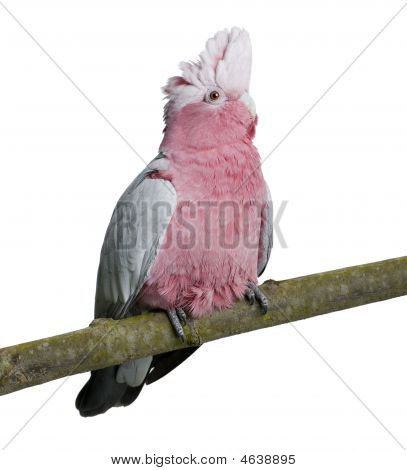Roze kaketoe Bird Eolophus Roseicapilla 19 maanden