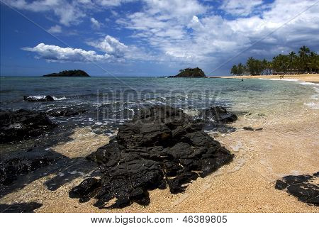 Isle People Palm  Rock Stone Branch