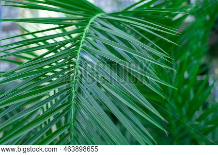 Single Green Palm Leaf. Palm Tree Close Up. Green Palm Leaf Textured Background. Selective Focus. Sh