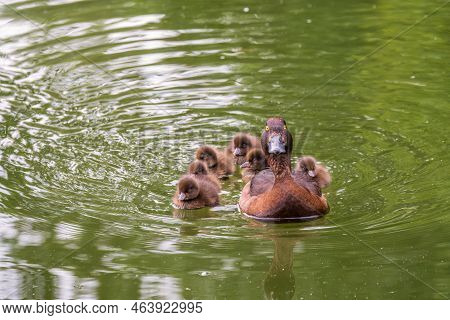 Female Tufted Duck Swims With Her Ducklings In Green Lake