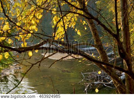 Autumn Leaves And Spawning Salmon. Schooling Sockeye Salmon Under Autumn Leaves, Ready To Spawn In T