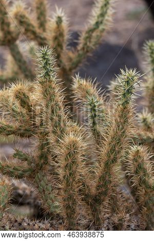 The Cholla Cactus In The Mojave Desert, The Cholla Cactus Is A Spiny Plant Found In The Southwestern