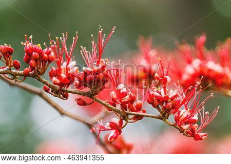 Tropical Plant Barnebydendron Riedelii, Also Known As Monkey-flower Tree With Bright Red Flowers In 