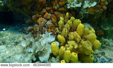 Yellow Tube Sponge (aplysina Aerophoba), Сhicken Liver Sponge (chondrilla Nucula) And Small Brown Al