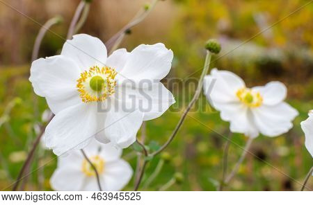 White Anemone X Hybrida Whirlwind In Autumn In Botany, Poland, Europe.