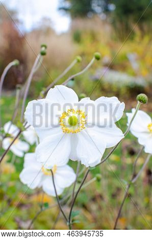 White Anemone X Hybrida Whirlwind In Autumn In Botany, Poland, Europe.