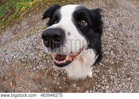 Pet Activity. Puppy Dog Border Collie Walking In Park Outdoor. Pet Dog With Funny Face Sitting On Ro