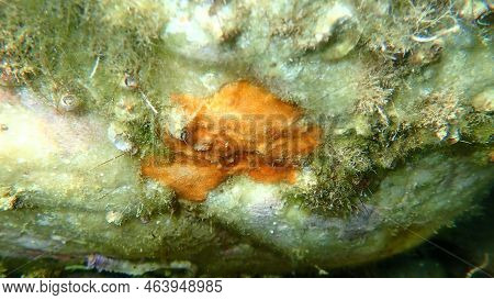 Bryozoa Or Moss Animal Schizomavella (schizomavella) Linearis Undersea, Aegean Sea, Greece, Halkidik