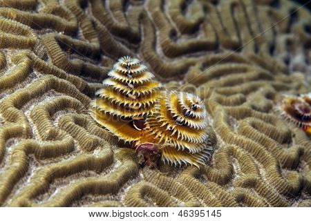 Spirobranchus Giganteus, 크리스마스 트리 웜
