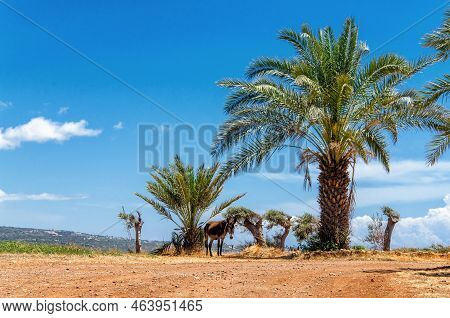 A Beautiful Beach In Karpaz Region, Cyprus