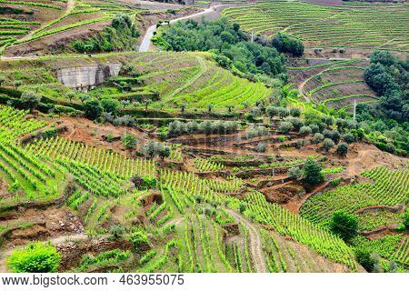 Vineyards In Portugal. Grapevine Hills Of Alto Douro Valley In Portugal. Beautiful Agricultural Land