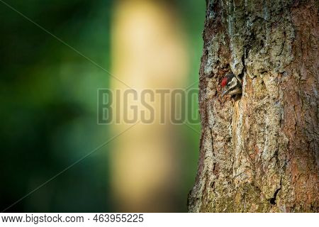 Dendrocopos Major. Wild Nature Of The Czech Republic. Evening Photography. Free Nature. Beautiful Pi
