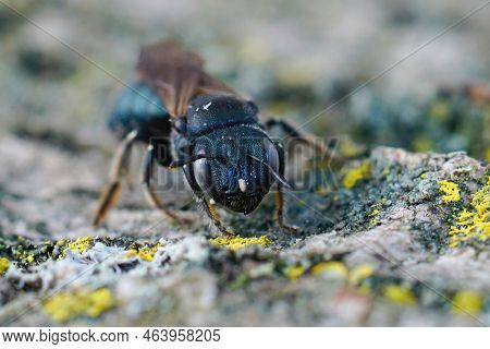 Frontal Closeup Of One Of The Largest Small Carpenter Bees, Ceratina Chalcites With It's Typical Blu