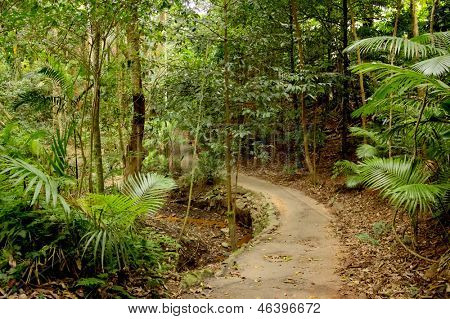 Regenwald Pfad 2