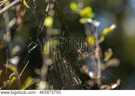 Backyard Spiders Are Invasive To Georgia.