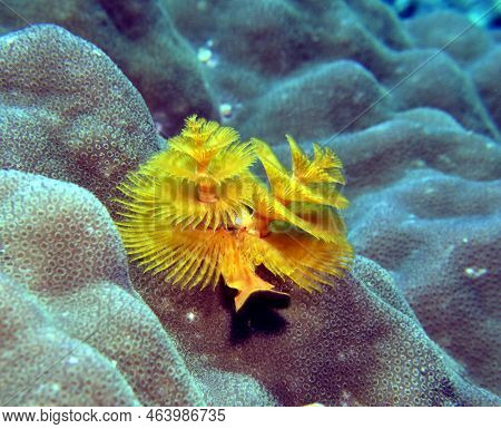 A Yellow Christmas Tree Worm, Spirobranchus Giganteus Boracay Island Philippines