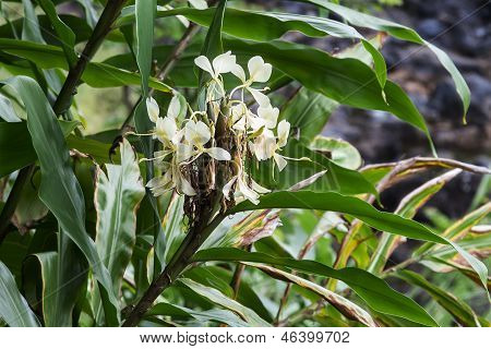 Hedychium Coronarium